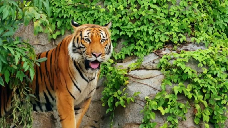 Singapore's Wild New Rainforest Experience