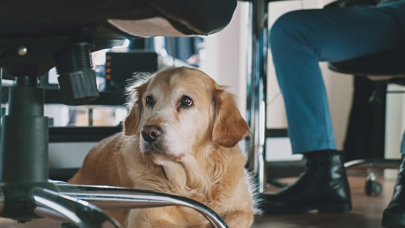 Commentary: I love dogs, but please don’t bring them to the office