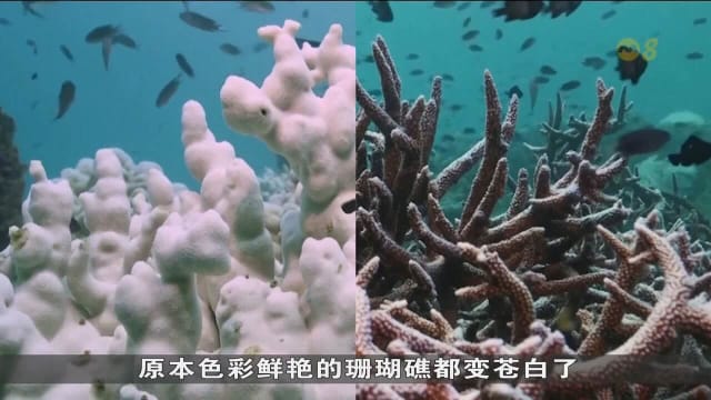 全球海洋创高温纪录 近八成珊瑚礁因经历最严重白化