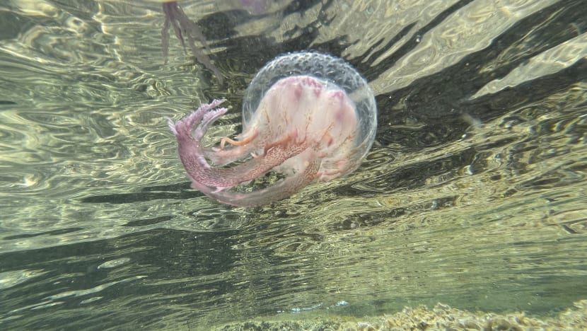 Kanak-kanak Perancis maut disengat ubur-ubur di Pulau Pangkor