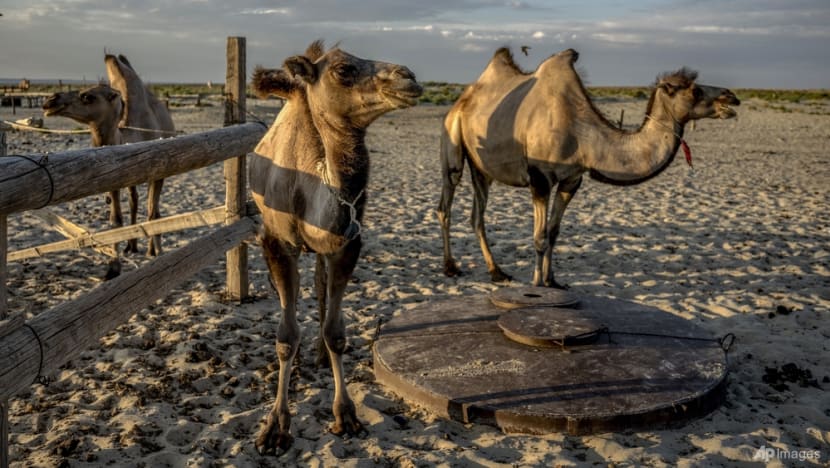 Commentary: Will camels be the next cows in the dairy industry? Commentary: Will camels be the next cows in the dairy industry?