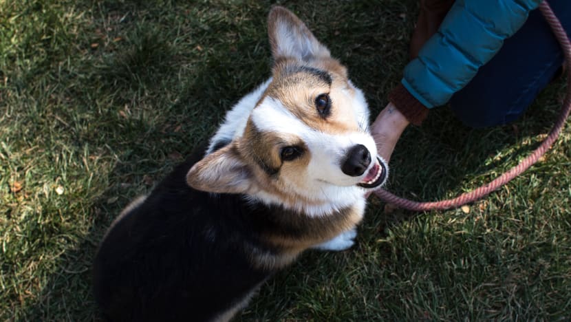 No exercising, dog walking within condominiums' common areas: BCA