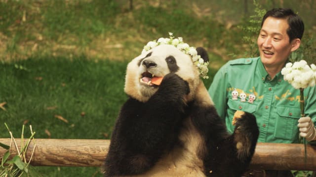 新片上映：My Dearest Fu Bao