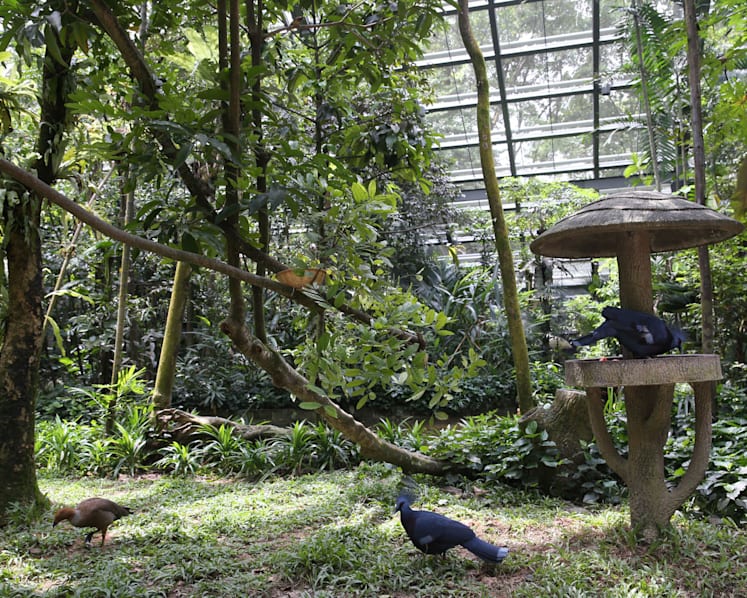 Rare Asian birds at Jurong Bird Park’s Wings of Asia aviary