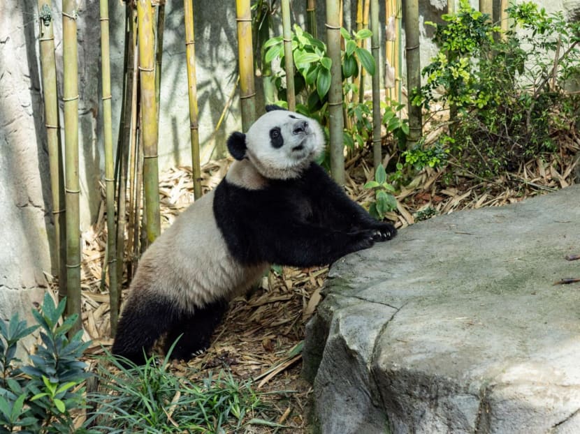 &lsquo;Very Important Panda&rsquo; Le Le will get first class treatment from SIA on his flight to China