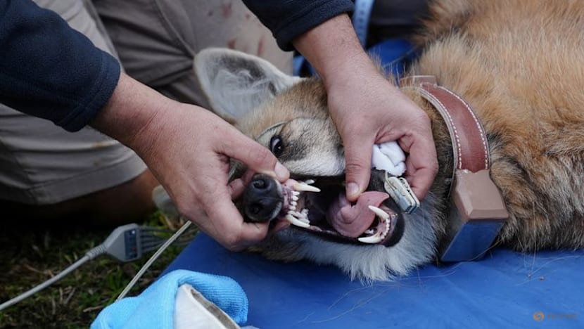 Argentina to return two rare maned wolves to the wild