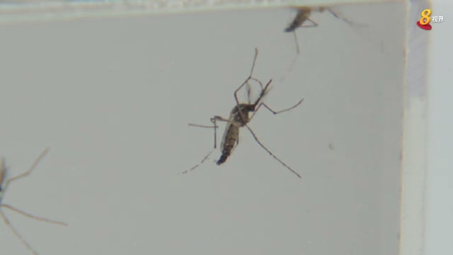 晨光|大数据新视力：伊蚊肆虐 本地骨痛热症疫情严峻