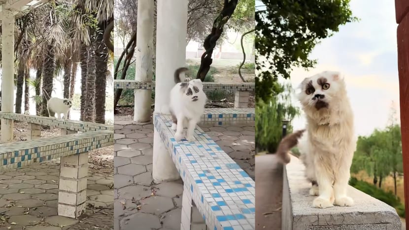Cat In China Goes Viral For Looking Like An "Optical Illusion" Of A Human Face