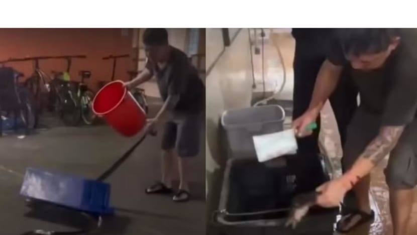 Men filmed brutally attacking and killing python; Acres appeals for information