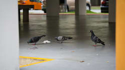 Related article image