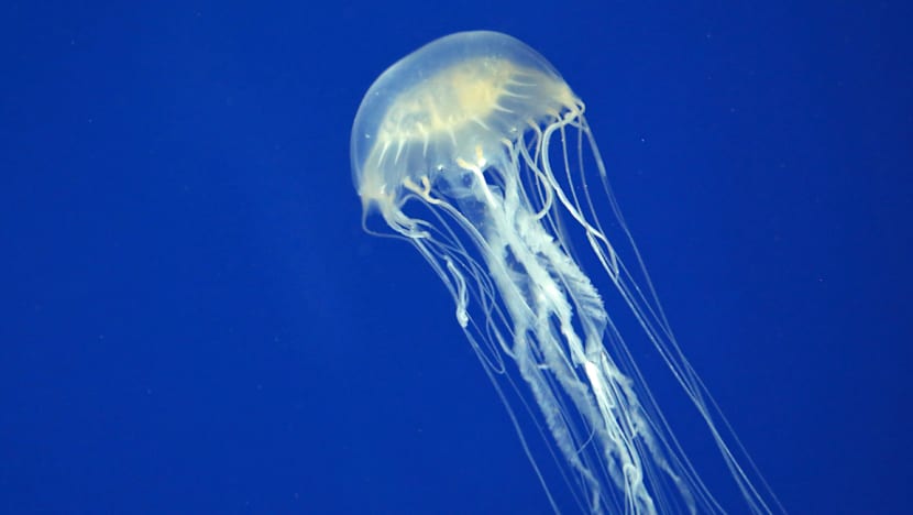Russian boy dies after box jellyfish sting in Langkawi