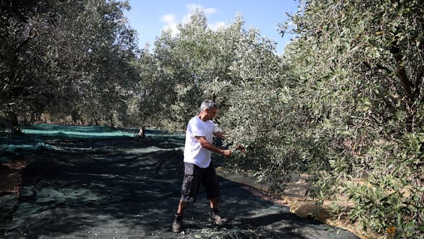 Olive oil with a kick seeks to energise Cypriot players