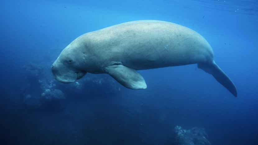 Dugong diisytihar pupus di China