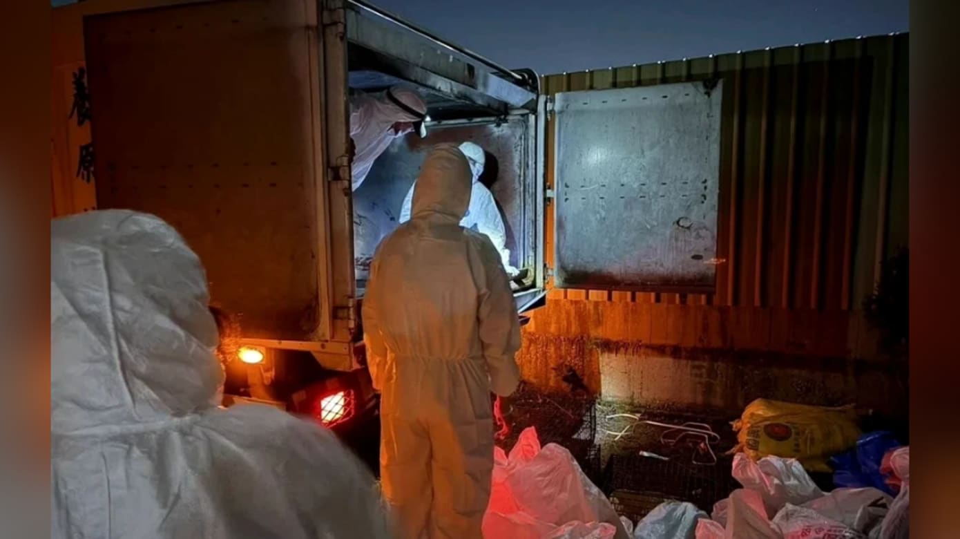 台湾桃园鸡场爆禽流感 2500多只鸡被扑杀