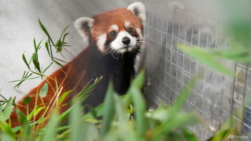 Zoo Taipei terima panda merah dari China, pertama dalam lebih sedekad