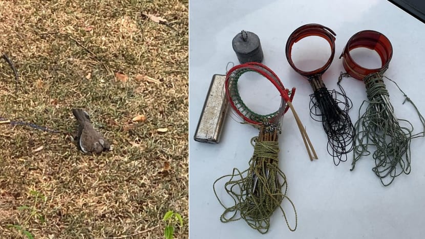 Two bird trappers fined as prosecutor cites increase in bird poaching