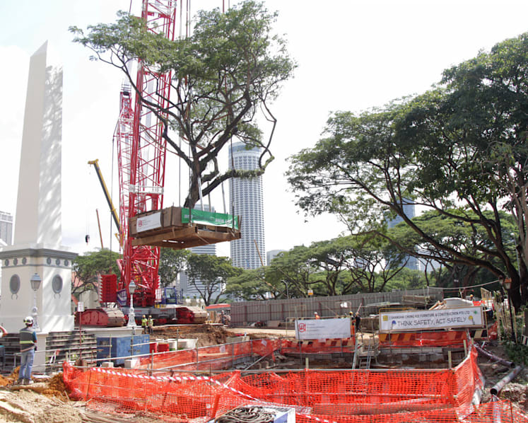 Angsana trees transplanted at Esplanade Park