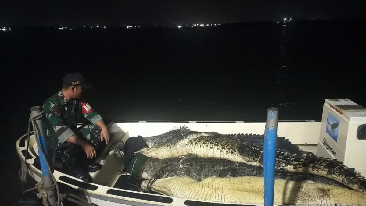 Batam farm’s escaped crocodiles: 34 caught so far, say Indonesian officials Batam farm’s escaped crocodiles: 34 caught so far, say Indonesian officials