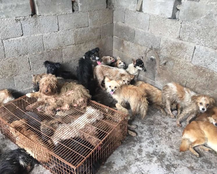 Time for China to ban dog meat festival and ritualised slaughter of canines