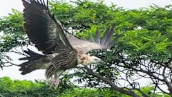 Gambar Pilihan Hari Ini