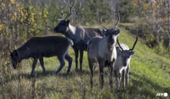 Reindeer suffer as Finland swelters in record heatwave