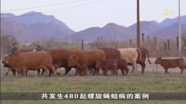 又现新螺旋蝇蛆病例 美国再次禁止进口墨西哥牲畜