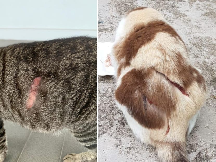 Cats were found with slash wounds in the Ang Mo Kio area.