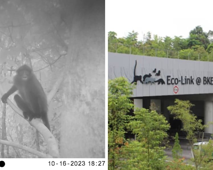 Critically endangered monkey spotted on Singapore eco bridge, suggesting species could be expanding habitat
