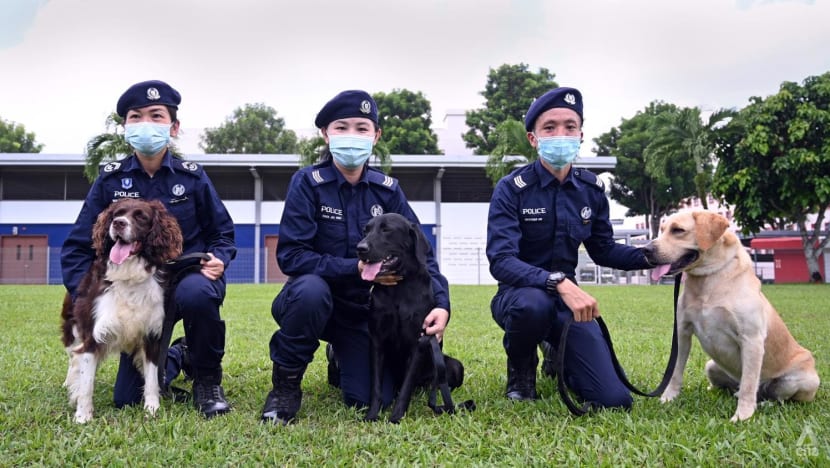 Bagaimana anjing polis dilatih kesan dadah, bahan letupan, orang yang hilang