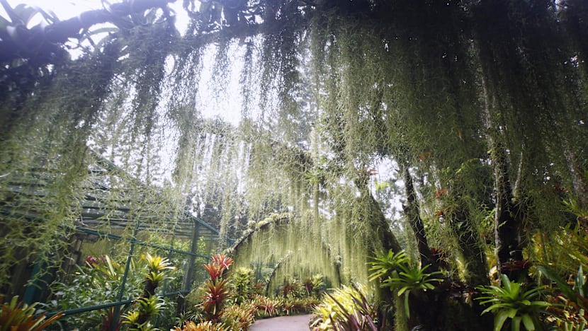 Botanic Gardens a step closer to become UNESCO site