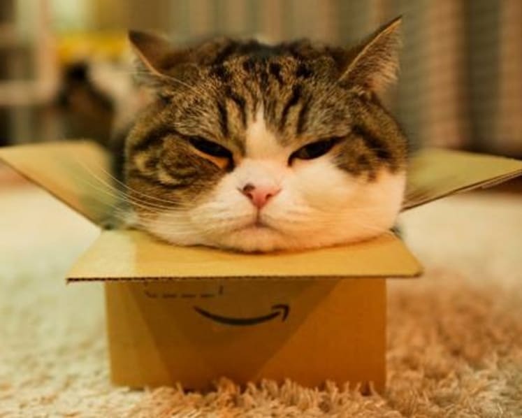 Maru, the record-breaking cat with a love of boxes, has died
