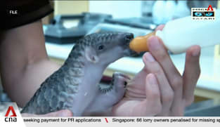 Record 830kg of pangolin scales seized in Singapore