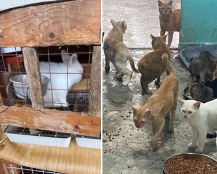 79% jump in reported cases of animal cruelty and welfare issues in 2023, highest in 11 years: SPCA