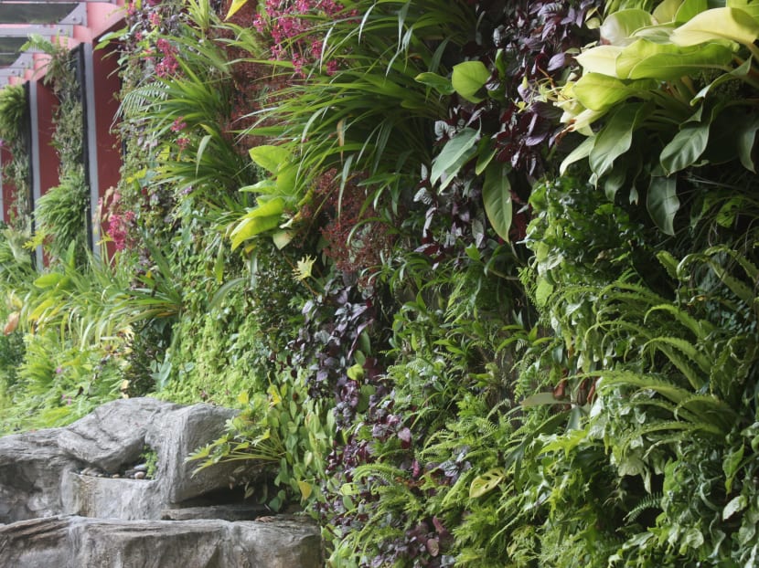 Vertical green wall at school helps fight global warming