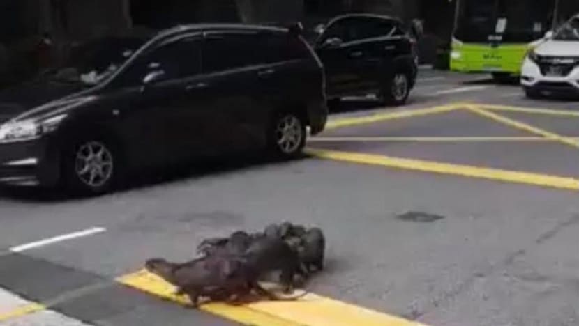 Keluarga berenam memerang cuba lintas jalan di CBD