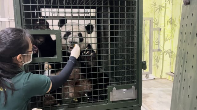 叻叻明晚搭货运飞机返回中国 新航准备就绪