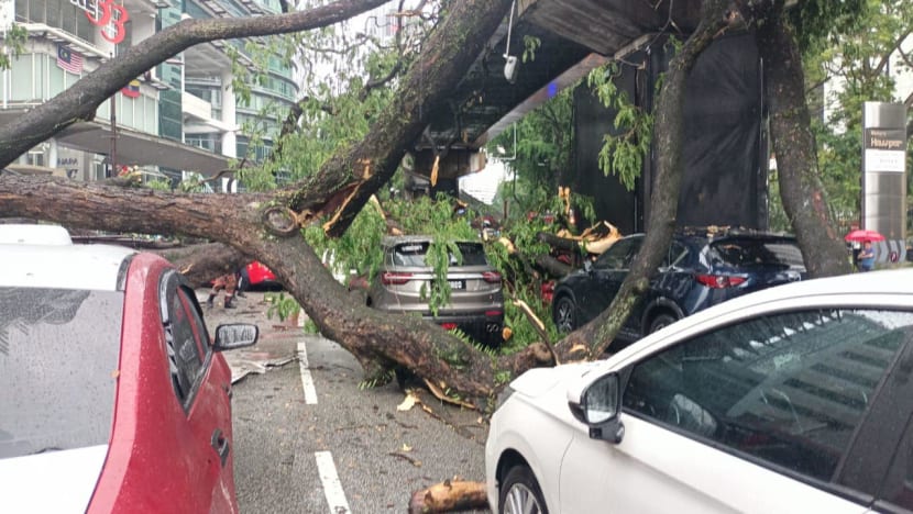One dead after tree falls in KL, hitting 17 vehicles and monorail track One dead after tree falls in KL, hitting 17 vehicles and monorail track