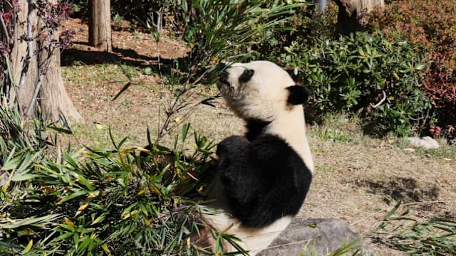 旅日最后两只大熊猫将回中国  日本民众依依不舍惜别