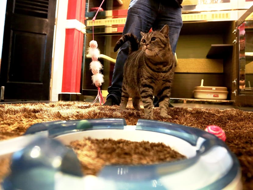 Gallery: It’s a ‘purrfect’ life for Singapore’s pampered pussies