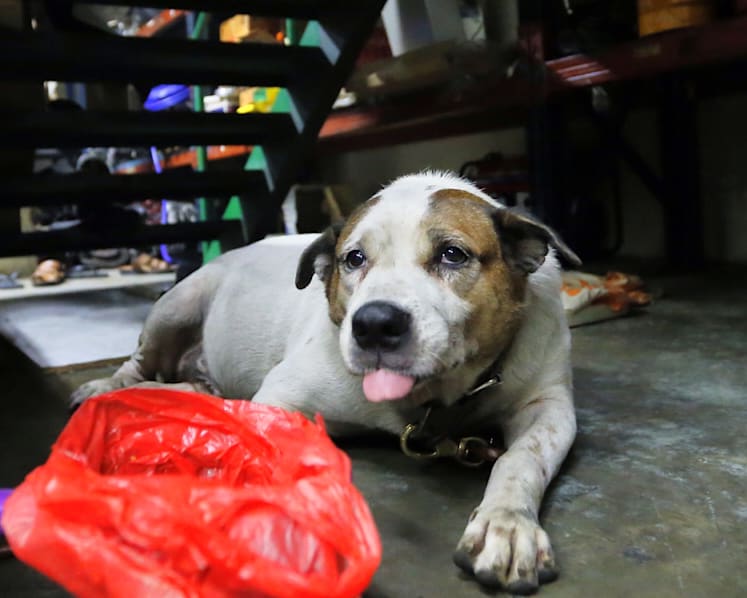 Activists say AVA not doing enough in case of chained dog