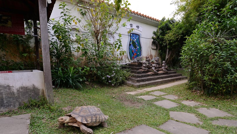 Turtle and Tortoise Museum facing race against time to find new home