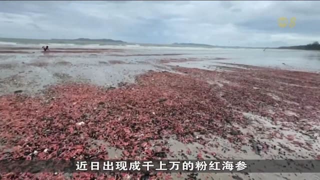 成千上万粉红海参冲上岸 泰国海滩现罕见景象