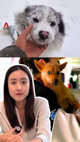 Dog meat debate back in spotlight after celebrity dog stolen and eaten in China