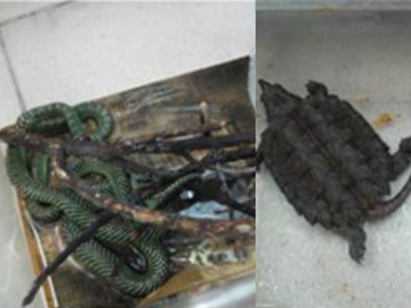 Lau Kin Wei Clement was found to have kept seven illegal wildlife species, comprising two wagler’s pit viper, a paradise tree snake, a painted bronzeback snake, a common snapping turtle, an alligator snapping turtle and a giant black scorpion. Photo: AVA