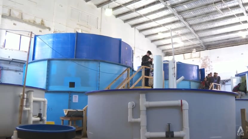 Singapore aims to tackle high fish mortality rate in nascent aquaculture sector with lessons from Australia