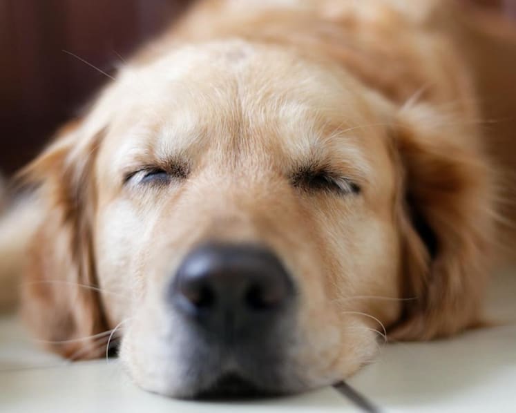 Euthanising A Pet Out Of Convenience Isn’t The Most Outrageous Request That Vets In Singapore Have Received From Pet Owners