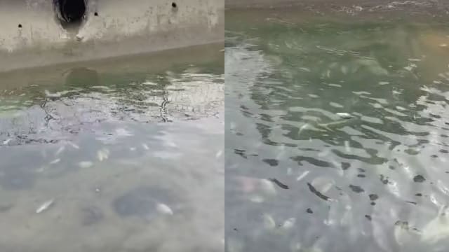 近200条死鱼水渠翻肚 环境局：或海水流入盐度过高所致
