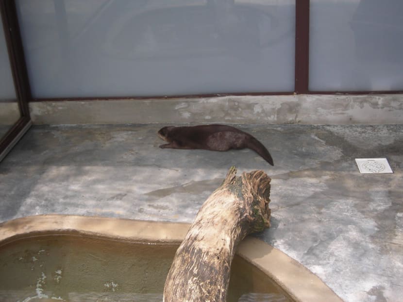 Underwater World Singapore criticised for ‘sub-standard’ animal living conditions