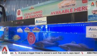 Singapore breeding bigger, fast-growing tilapia to boost demand, bolster food security
