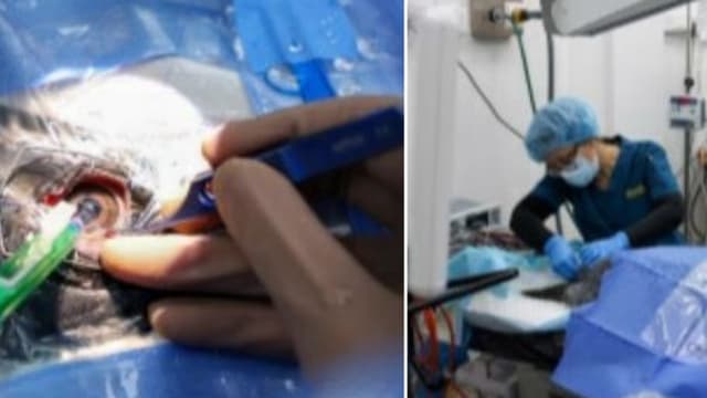 裕廊飞禽公园六只老年企鹅动白内障手术